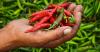 hand holding produce