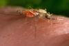 Six Things to Know About Malaria in the U.S.