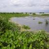 coastal Louisiana marshes