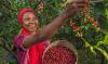 woman smiling picking berries from a tree